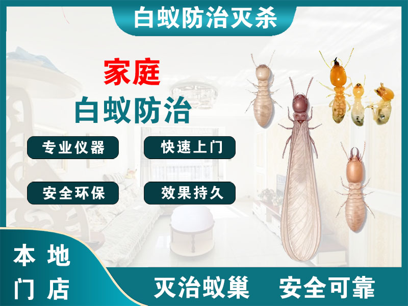 温州家庭白蚁防治